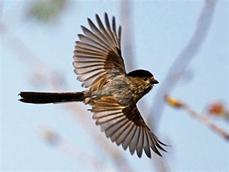 夢見鳥飛向自己